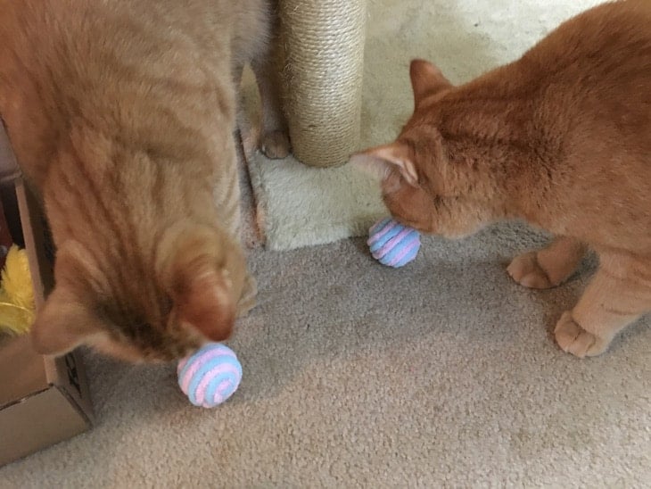 Jake and Elwood with fuzzy ball toys