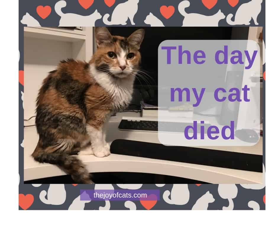The day my cat died What happened?