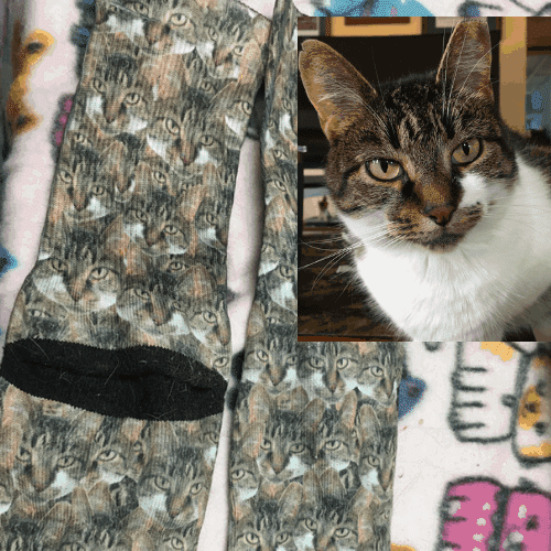 Charlotte cat socks Charlotte's picture next to the cat mash socks