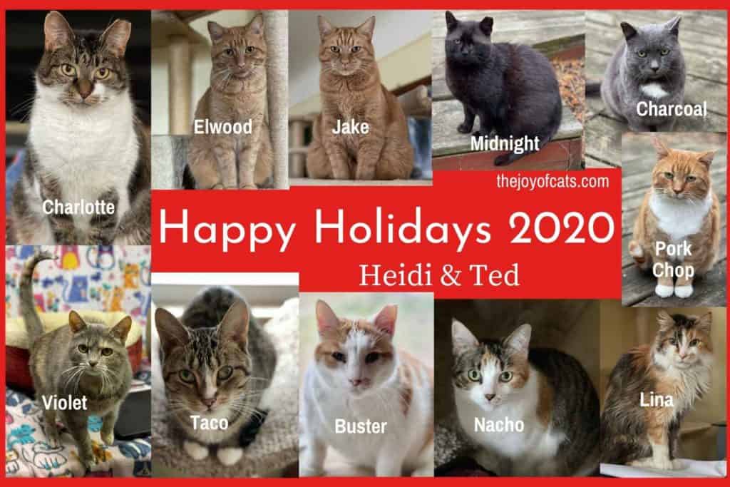 2020 cat photo collage