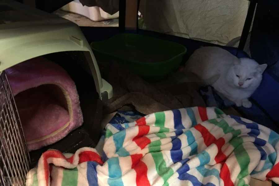 A cat carrier, striped blanket and white cat inside of a cat playpen