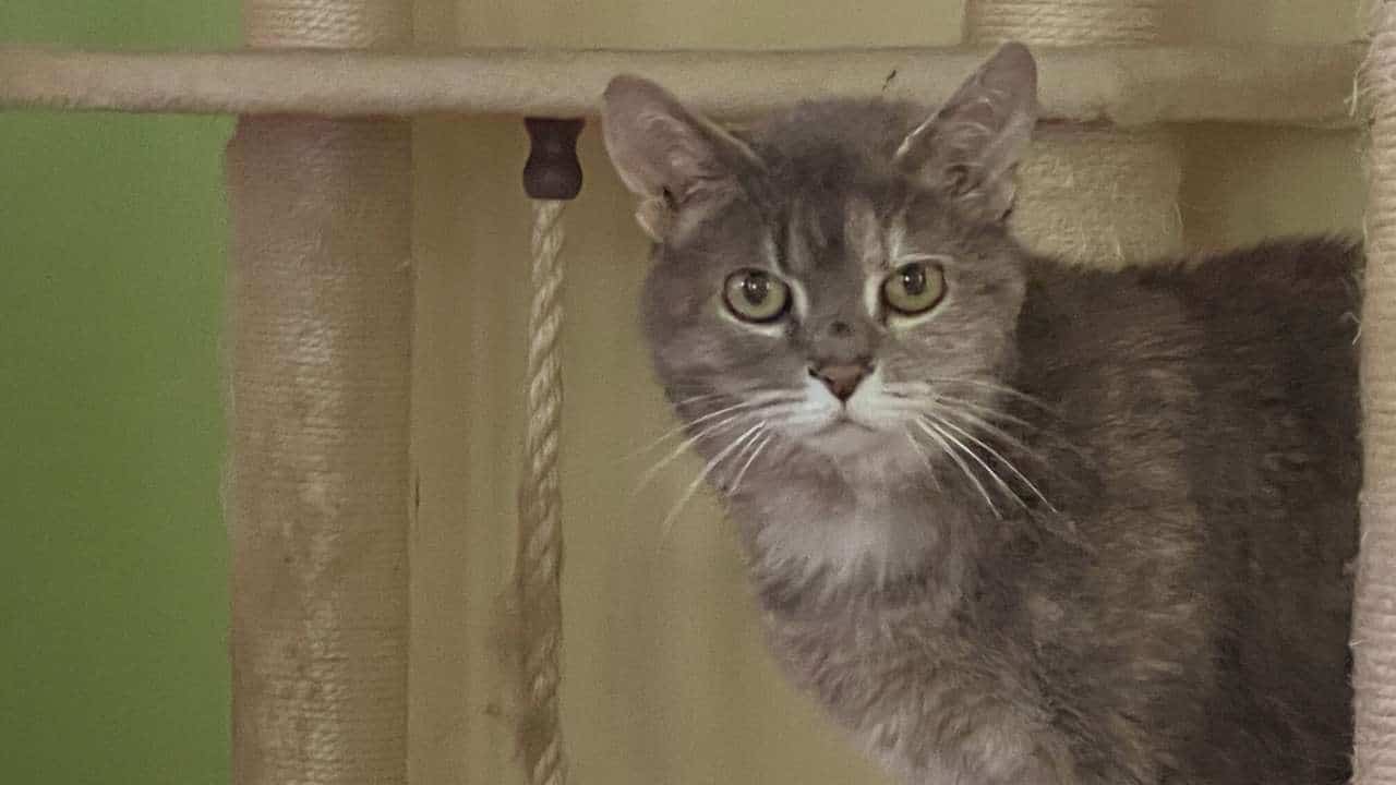 Gray cat on a cat tower.